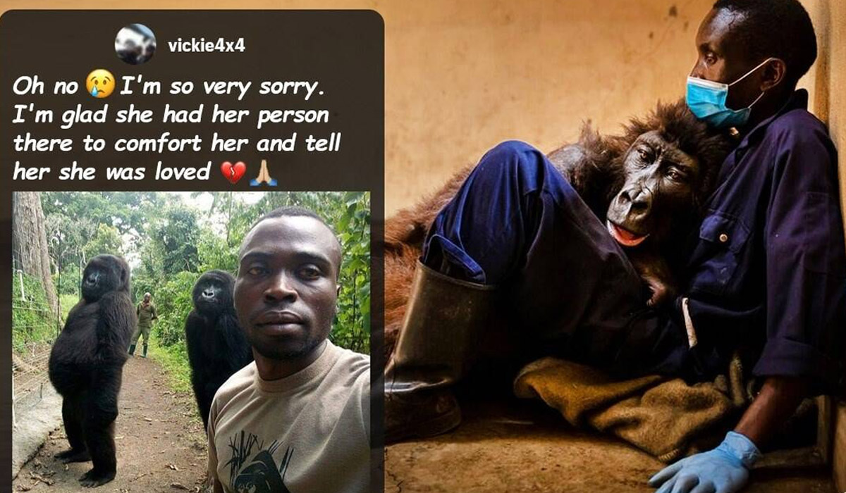 Ndakasi, mountain gorilla famous for selfie with park ranger, passes away in his arms